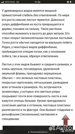 Диффенбахия древовидная (Прелестная)