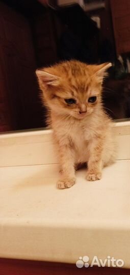 Красивые котята