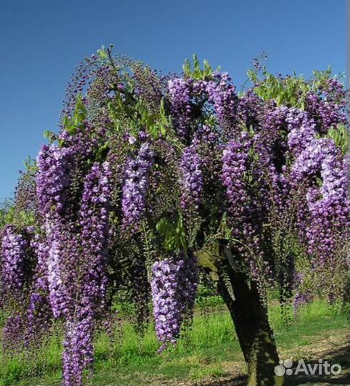 Глициния блю мун