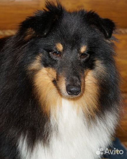 Продаю шелти