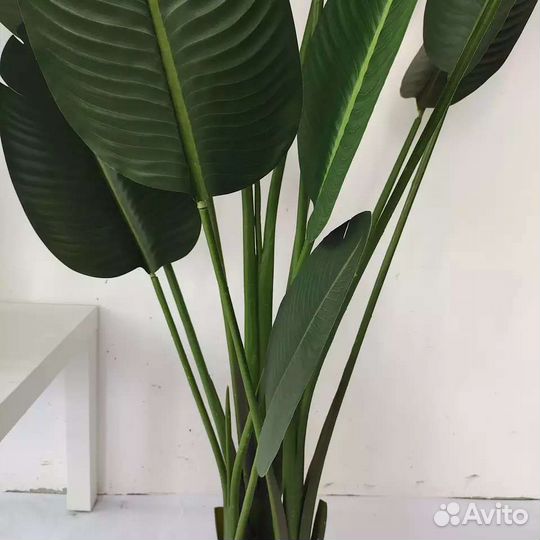 Пальма банановая монстера юкка драцена фикус