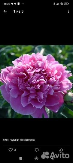 Пионы 2-3 почки