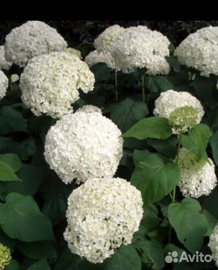 Гортензия белая