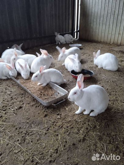 Кролик Белый панон 1 кг живого веса