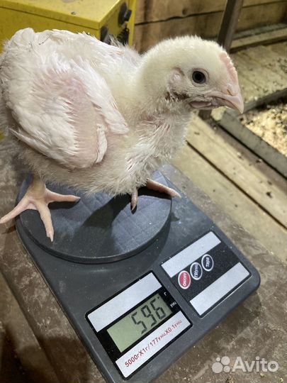 Бройлеры кобб 500
