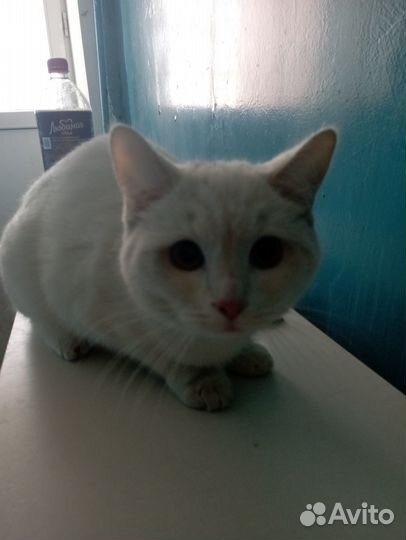 Кошечка ищет свой дом