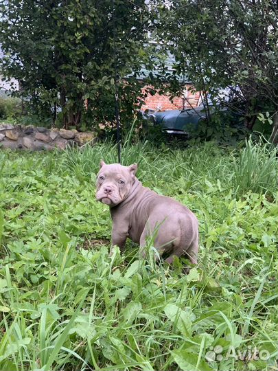 Мощная буллька