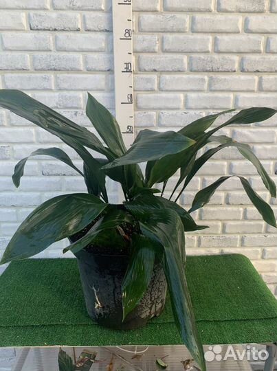 Аспидистра