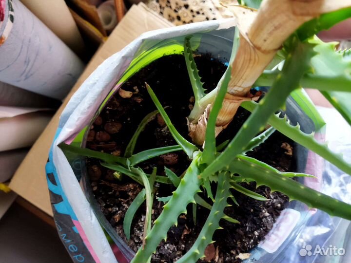 Алое с детками