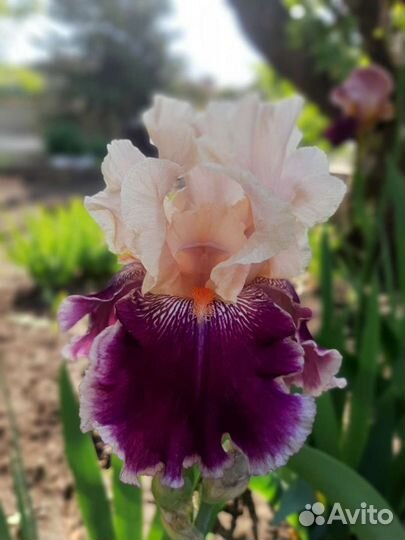 Ирисы