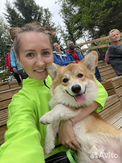 Передержка собак /выгул собак /зооняня / зоотакси