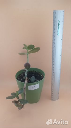 Крассула (Толстянка, Денежное дерево)