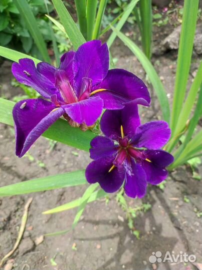 Водные растения