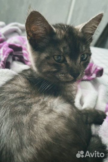 Котенок девочка