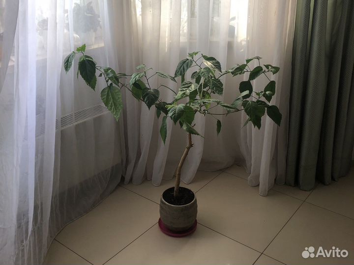 Гибискус махровый красный