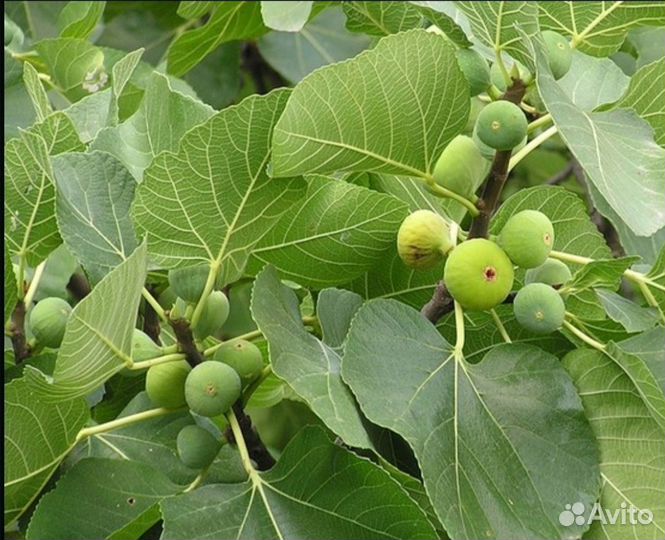 Саженцы инжира