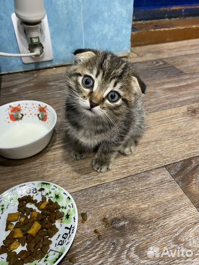 Котенок в добрые руки девочка