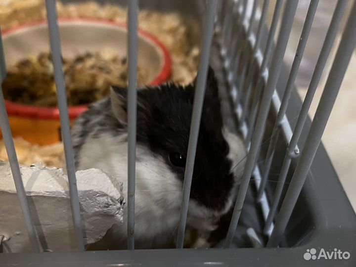 Клетка для грызунов
