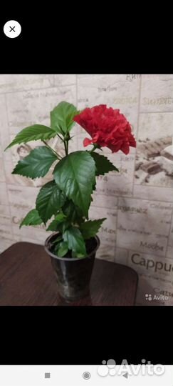 Гибискус - китайская роза