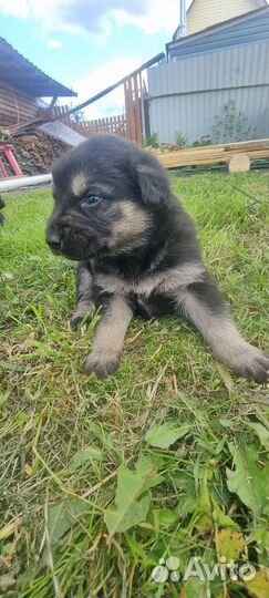 Собаки щенки