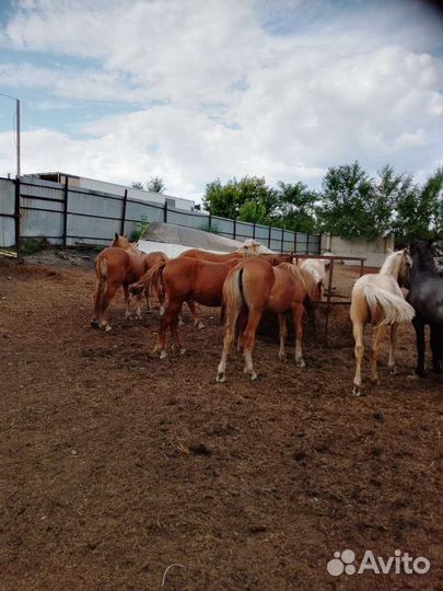 Продам быков и лошадей