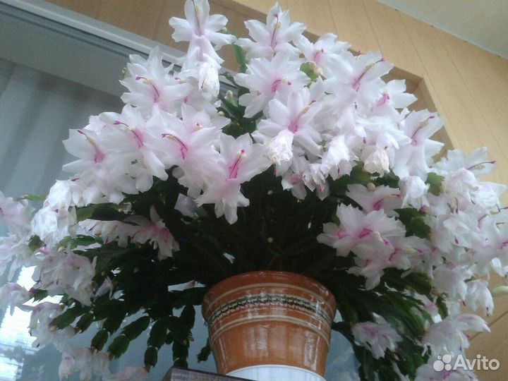 Декабрист белый и красный