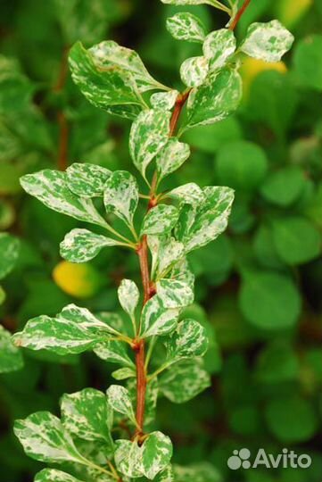 Малина Полька