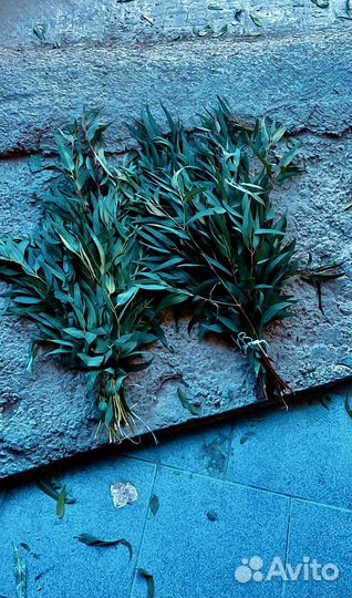 Эвкалипт веники