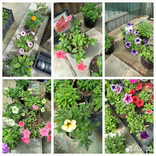 Петуния ампельная, газания, бакопа