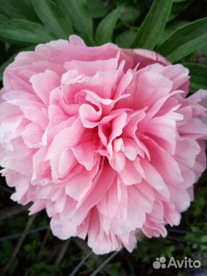 Многолетние цветы