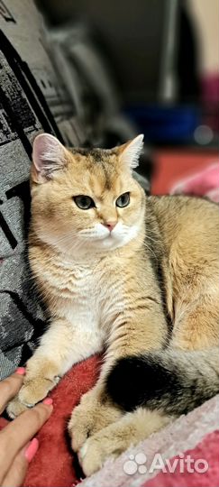 Кот для вязки