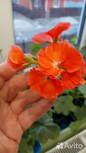 Пеларгония герань