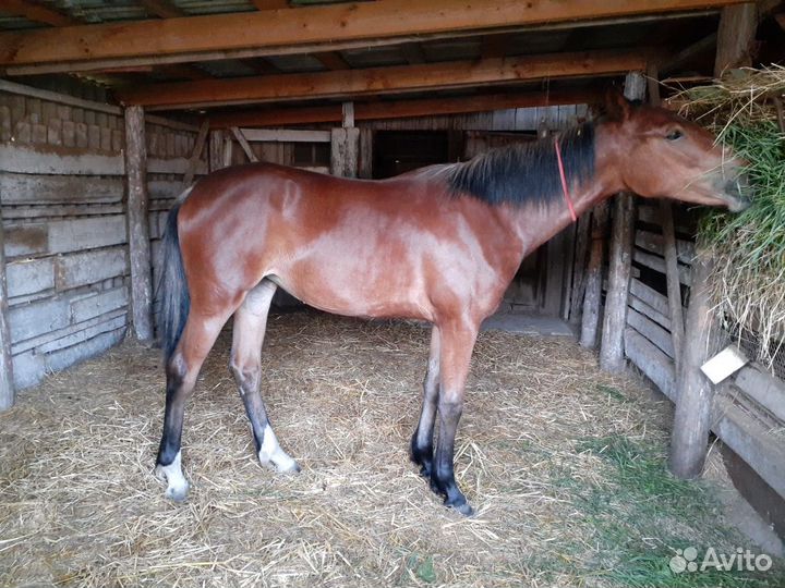 Племенная Орловская кобылка
