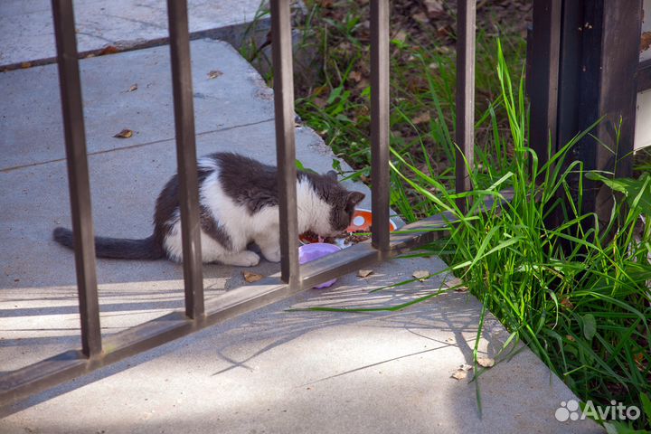Котенок ищет дом