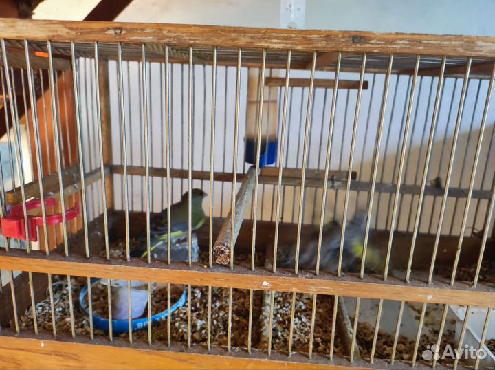 Щеглы певчие птицы Дюрбал