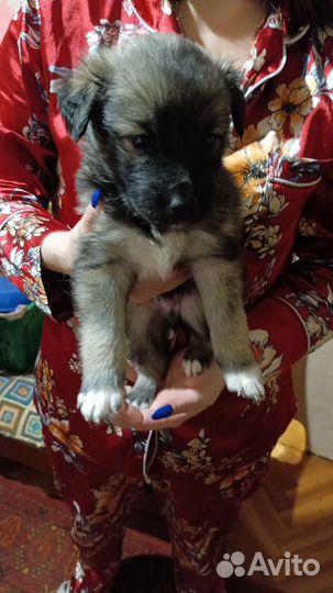 Собаки бесплатно в добрые руки щенки