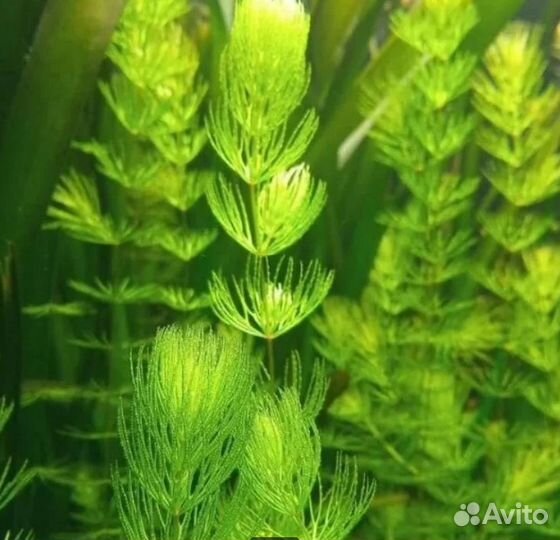 Аквариумное растение Роголистник пучком