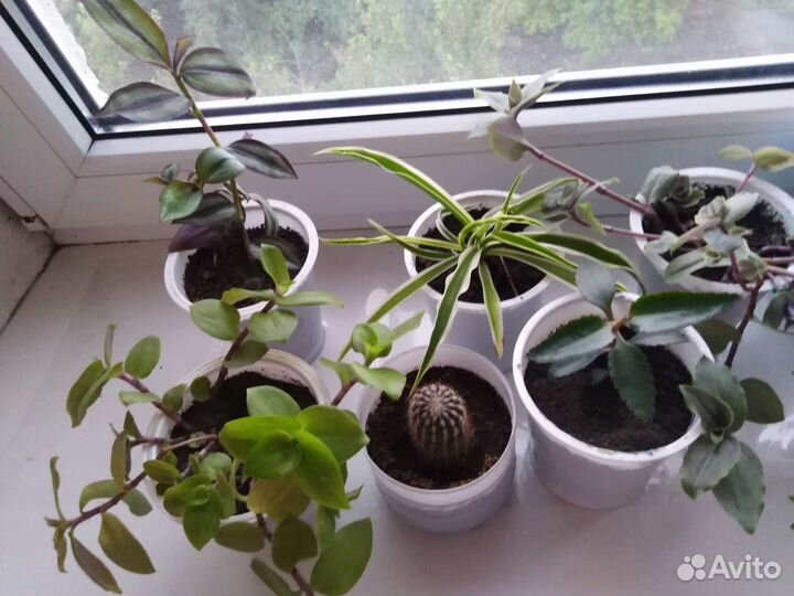 Комнатные цветы