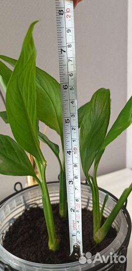 Спацифилум