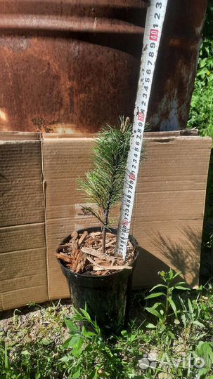 Саженцы сибирского кедра