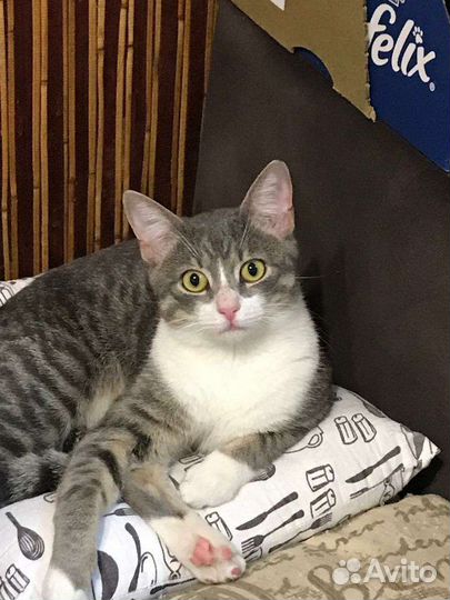 Молодой котик в добрые руки