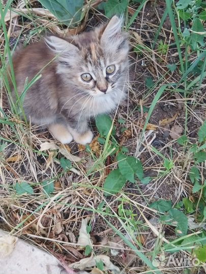 Котики