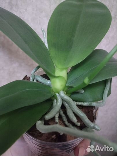 Орхидея фаленопсис Лиодоро арома