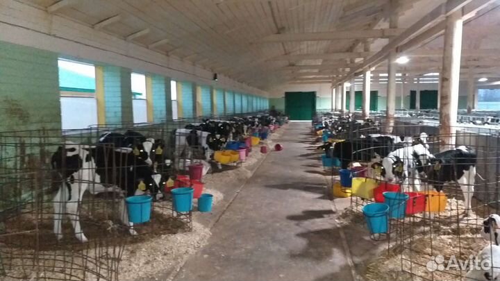 Бычки и телочки