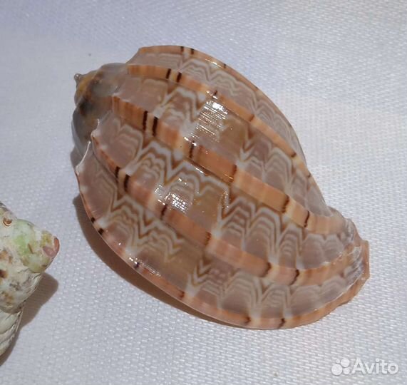 Морские ракушки коллекция