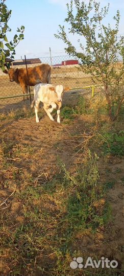 Бычки и телята