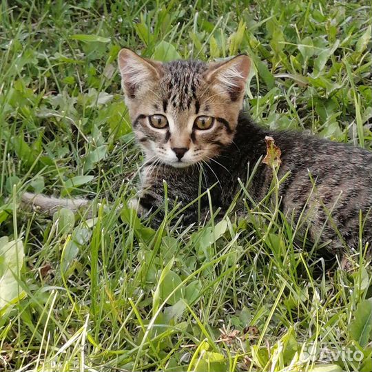 Отдам котенка