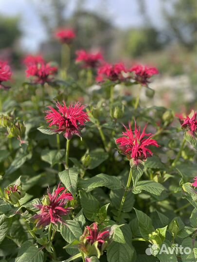 Манарда (бергамот)