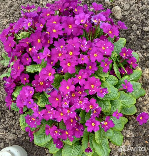 Лук,цветы многолетние