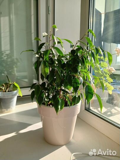 Фикус бенджамина с горшком